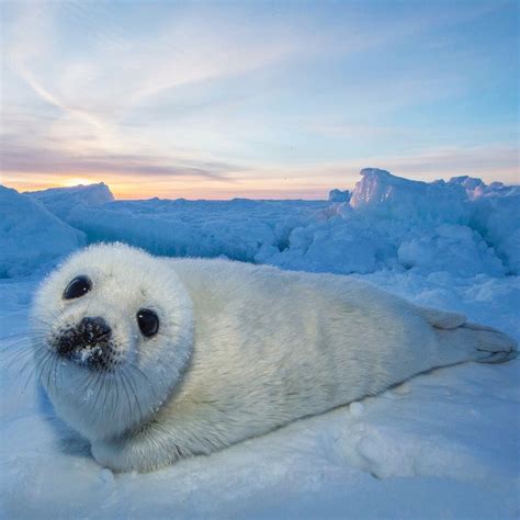 This Adorable Harp Seal Pup Is Cute Enough To Melt Any Heart Aww
