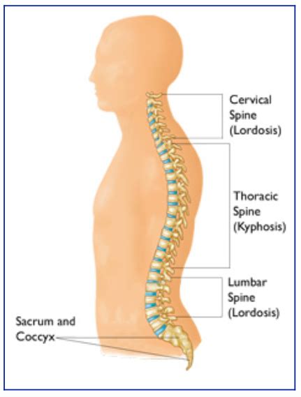Anatomy Of The Spine Joshua Li Md Phd