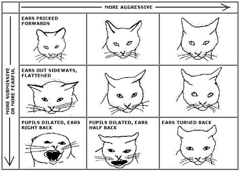 Cat Communication Cat Language Cat Language Signs Cat Communication