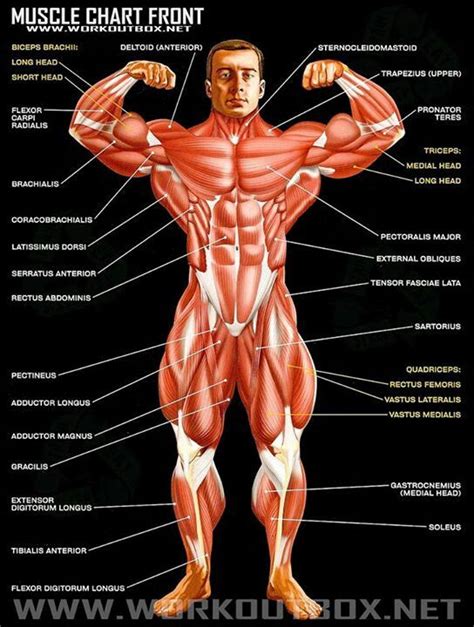 Muscular System Front View Labeled Sticky Anatomy Wall Chart Extra My Xxx Hot Girl