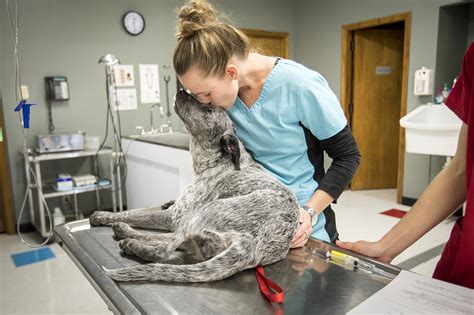 The Pet Boom Vets Dealing With Surge In Animal Care Needs