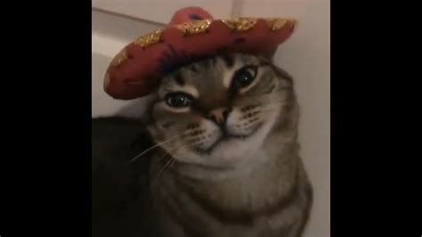 You Make Me Un Poco Loco Meme Cat Youtube