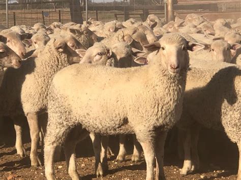 Lot 118 385 Mixed Sex Store Lambs Auctionsplus