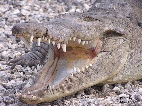 Species Spotlight American Crocodile — The Wildlife Society Florida