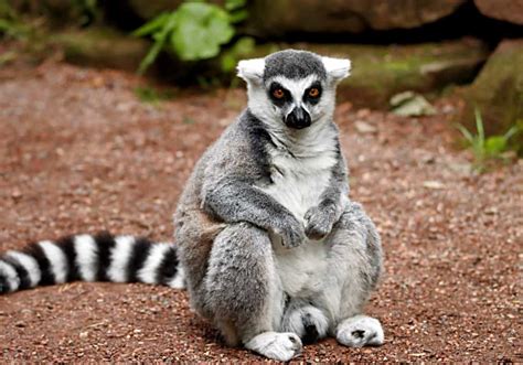 What Do Lemurs Eat Diet And Facts