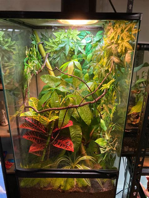 Terrarium Red Eye Tree Frogs And Giant Day Gecko Reptiles