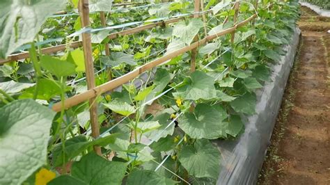 Indonesian Way Of Growing Trellising Cucumber Youtube