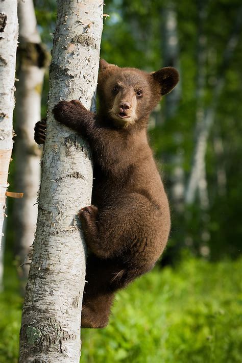 Black Bear Cub Climbing Birch Tree Kruger Images