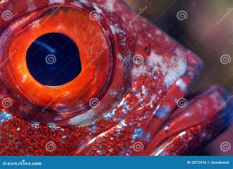 Closeup Of A Fish Eye Royalty Free Stock Image Image 2872416