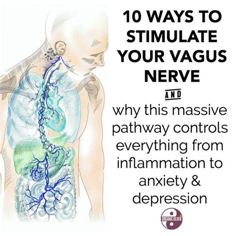 Ways To Instantly Stimulate Your Vagus Nerve For Gut Health