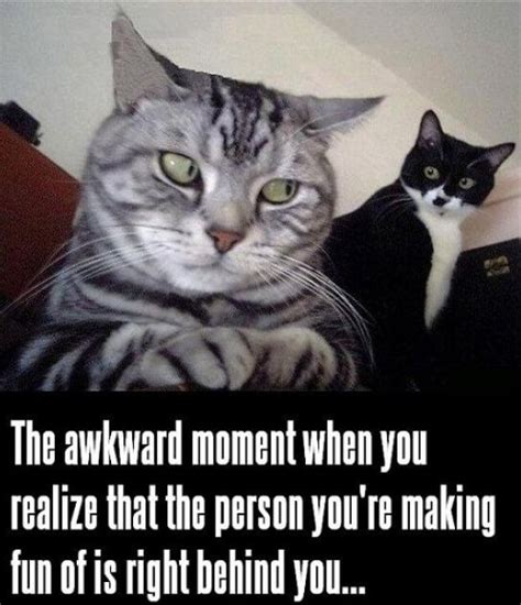 Literally 51 Cat Memes To Take Over Your Screen And Day Funniest Cat