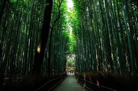 Low Angle Photography Bridge Forest Daytime Kyoto Japan Natural