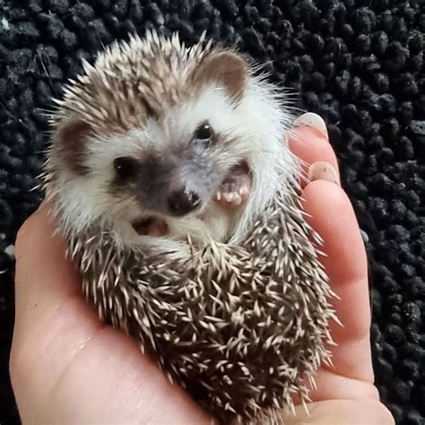 Gorgeous African Pygmy Hedgehogs Rodent For Sale Price