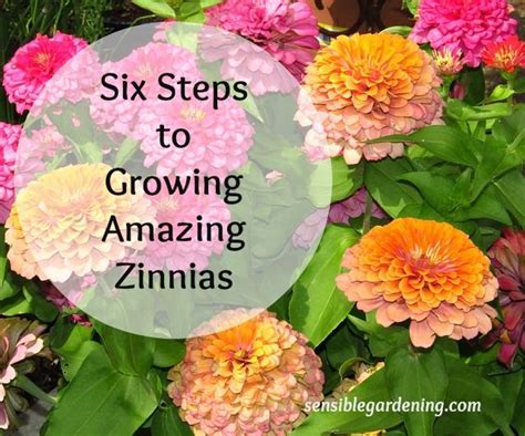 Six Steps To Amazing Zinnias Zinnia Flowers Zinnia Garden Zinnias