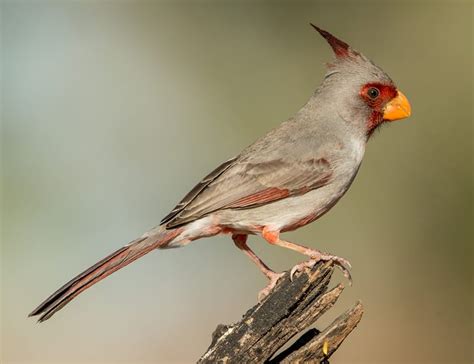 11 Birds That Looks Like A Cardinal But Is Not