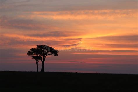 Silhouette Of Trees During Sunet In The African Savannah Stock Photo