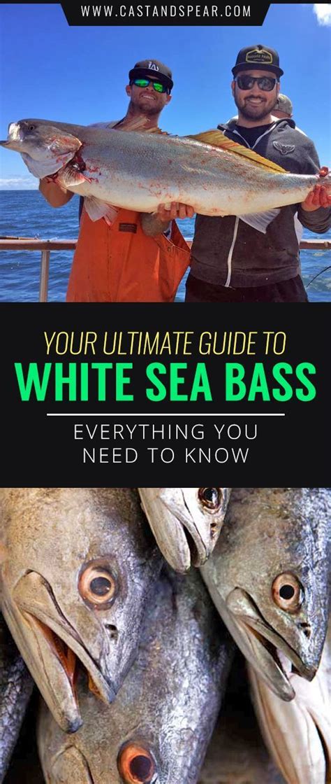 White Sea Bass Are Some Of The Best Eating Fish Out There This Guide