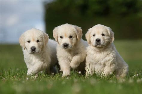 Three Golden Retriever Puppies Walking On Grass Lawn Versatile Vinegar