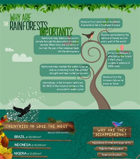 Infographic Why Are Rainforests So Important