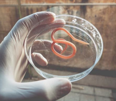 How to deworm a puppy yourself at home (and what you must know beforehand). Ascaris Nematode Parasite On A Petri Dish Stock Photo ...