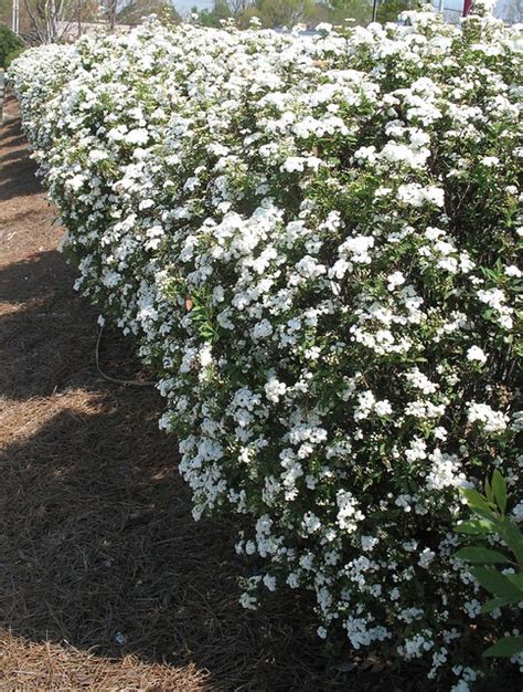White Flowering Hedge Flickr Photo Sharing