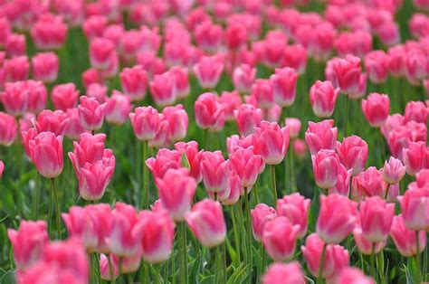 Nguồn Gốc Và ý Nghĩa Của Những Bông Hoa Tulip Tri Thức Việt