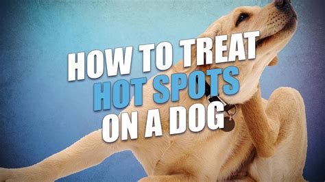 Hot Spots On Dogs Fast And Easy Treatment Method Youtube