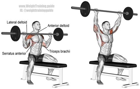 seated barbell overhead press guide and video ejercicios hombro ejercicios de