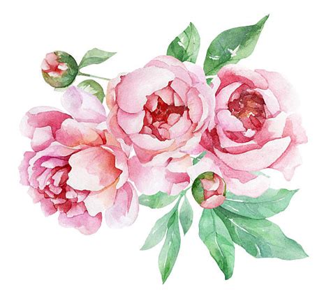 Peony Clip Art Vector Images And Illustrations Istock