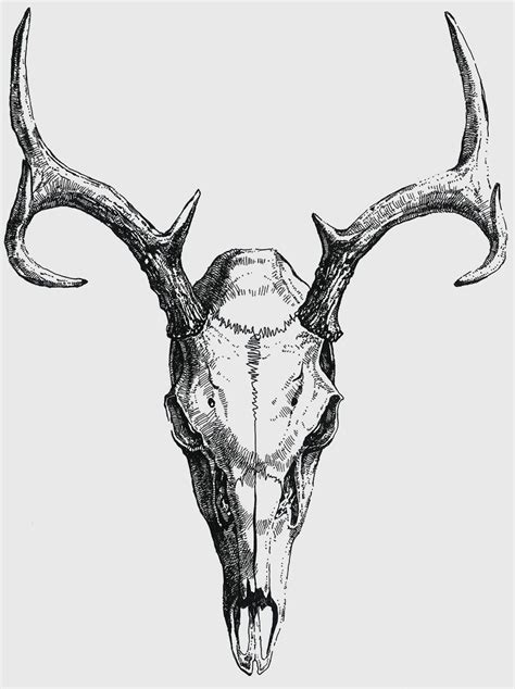Anatoref Deer Skull Tattoos Animal Skull Drawing Deer Skull Drawing