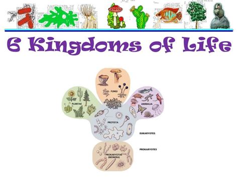 Ppt 6 Kingdoms Of Life Powerpoint Presentation Id4948606