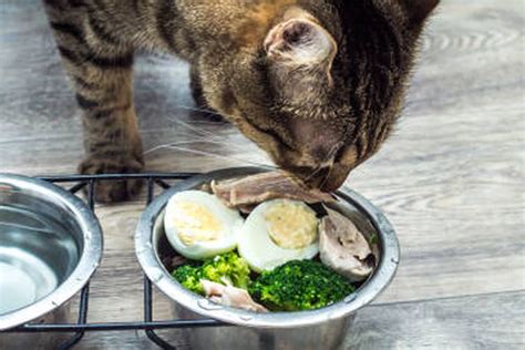 Bolehkah Kucing Makan Telur Mentah Ini Penjelasannya