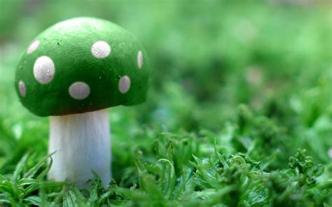 Green Mushroom Wide Hd Wallpaper