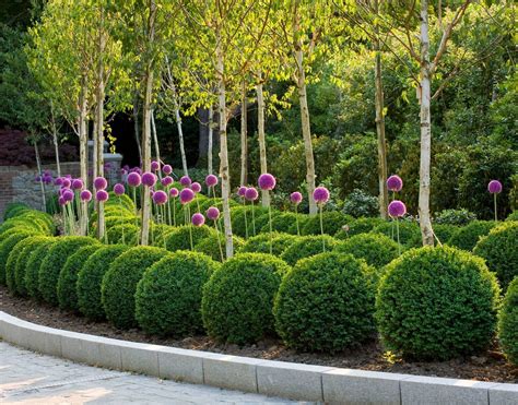 Topiary Trees For Sale Ideas On Foter