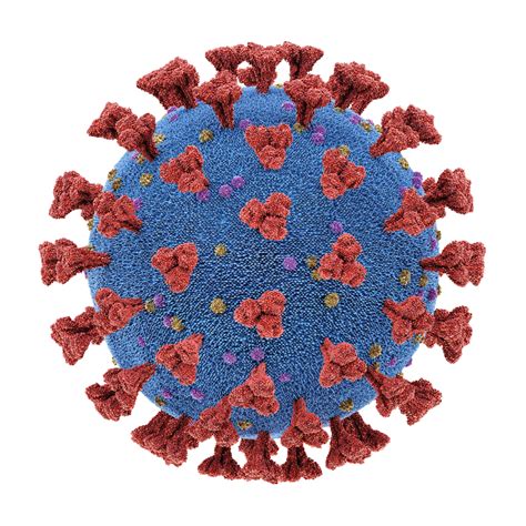 Coronavirus OC43 Full Length Spike The Native Antigen Company