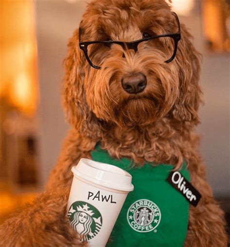 14 Adorable Dogs Dressed Up In Hilarious Halloween Costumes First For
