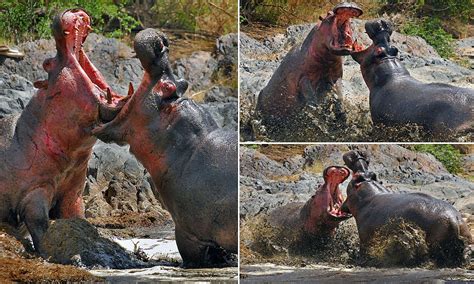 Moment Two Enormous Hippos Launched At Each Other In A Bloody Attack