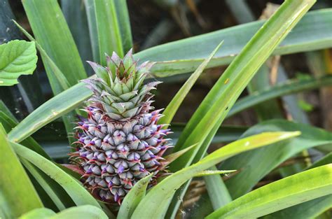 How To Grow Pineapples Hunker Pineapple Plant Care Pineapple