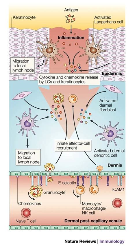 Immune Surveillance In The Skin Mechanisms And Clinical Consequences