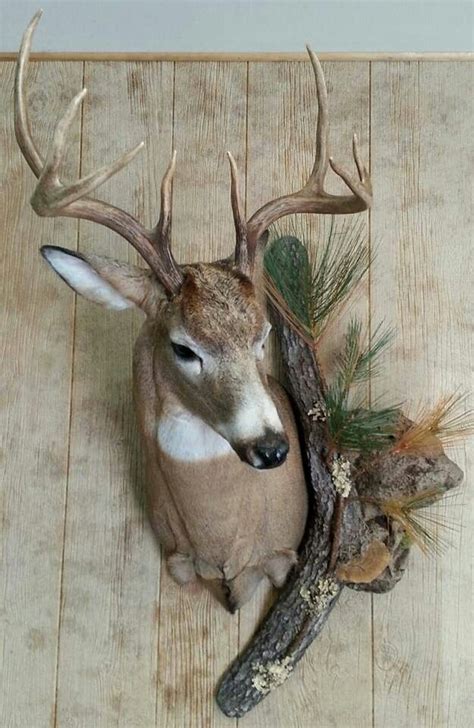 1000 Images About Whitetail Mounts On Pinterest Horns Deer Hunting