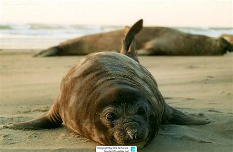 Mirounga Leonina Southern Elephant Seal