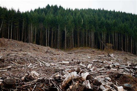 Temperature Changes Wreak Ecological Havoc In Deforested Areas Study Finds