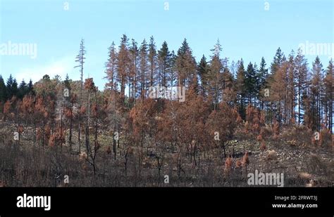 Burnt Pine Tree Forest Deforestation Fire Natural Disaster Stock Video