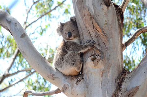 25 Koala Facts For Wild Koala Day Goway Travel