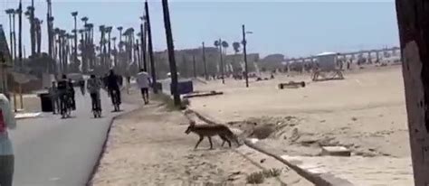 mother of 2 year old girl bitten by coyote in huntington beach plans lawsuit against city ktla