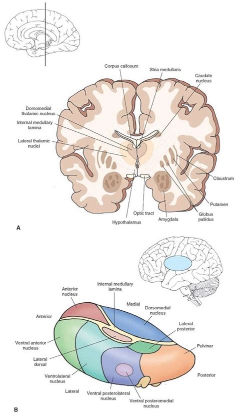 Neurological lesion identification motor (corticospinal pathway) localises the lesion to the contralateral medial brainstem. What are the most important parts of the human brain? - Quora