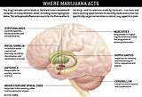 Images of What Does Marijuana Effect On The Body