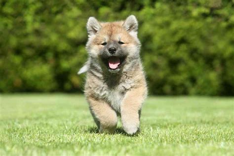 Find the perfect shiba inu puppy for sale in florida, fl at puppyfind.com. Shiba Inu Price: How Much Do Shiba Inus Cost? - Ultimate ...