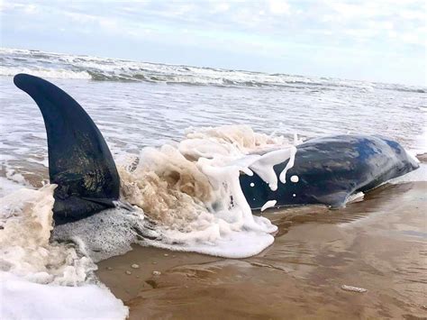 Uncommon Pygmy Sperm Whale Washes Up Texas Beach