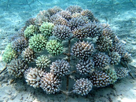 Coral Bleaching 2016 Reefscapers Maldives Coral